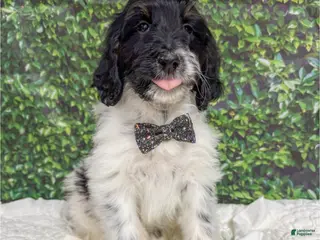 Mini Bernedoodle dogs Frank - Ad 10