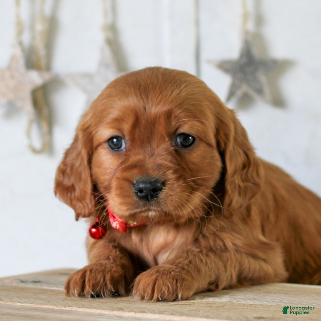 Miniature Golden Retriever dogs for sale: Dove  - Ad 1