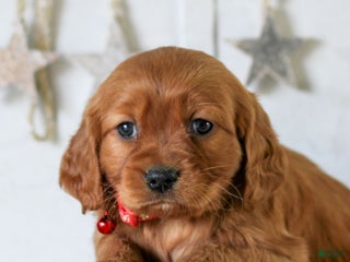 Miniature Golden Retriever dogs Dove - Ad 19