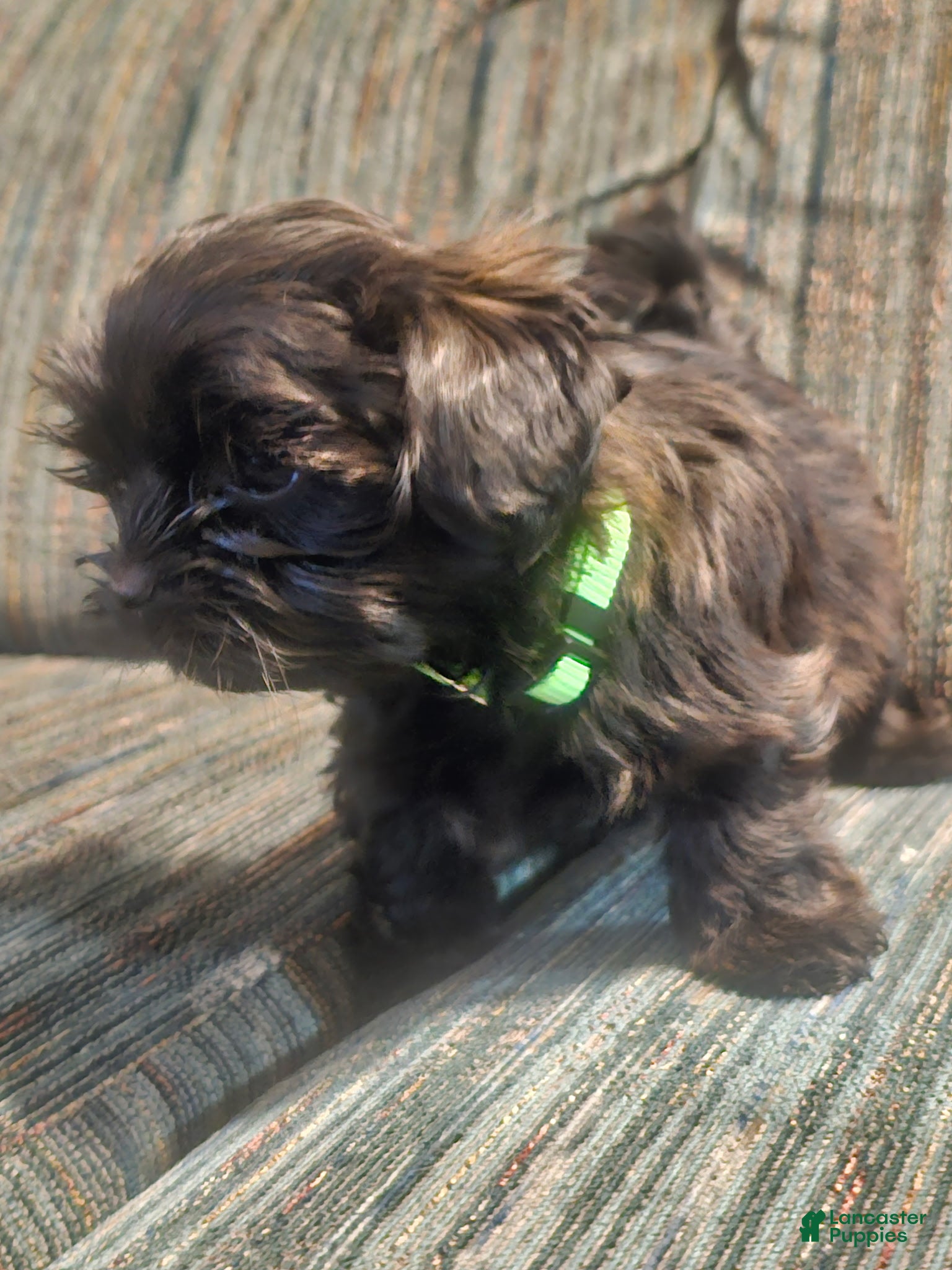 Shorkie dogs for sale: Shorkie Puppy 1 - Ad 1