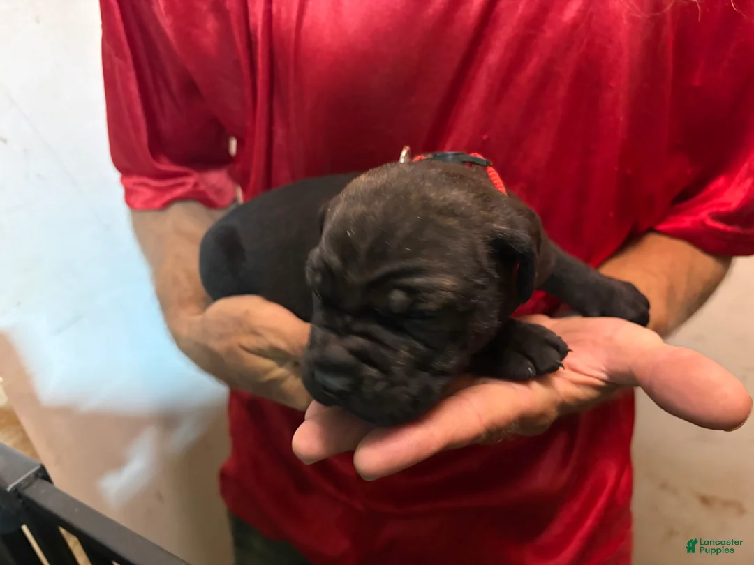 Cane Corso dogs for sale: Red - Ad 2