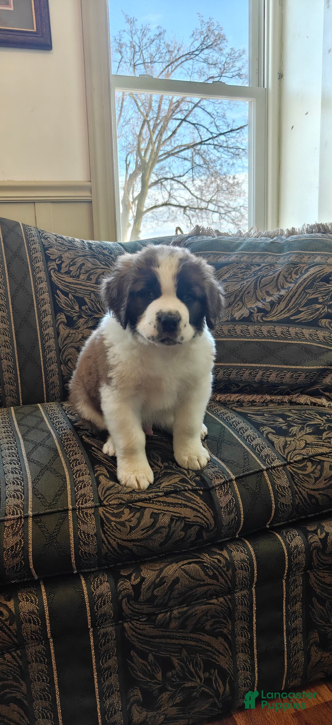 Saint Bernard dogs for sale: Benito - Ad 3