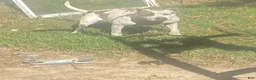 Mixed Breed dogs for sale: Breed 4 - Ad 2
