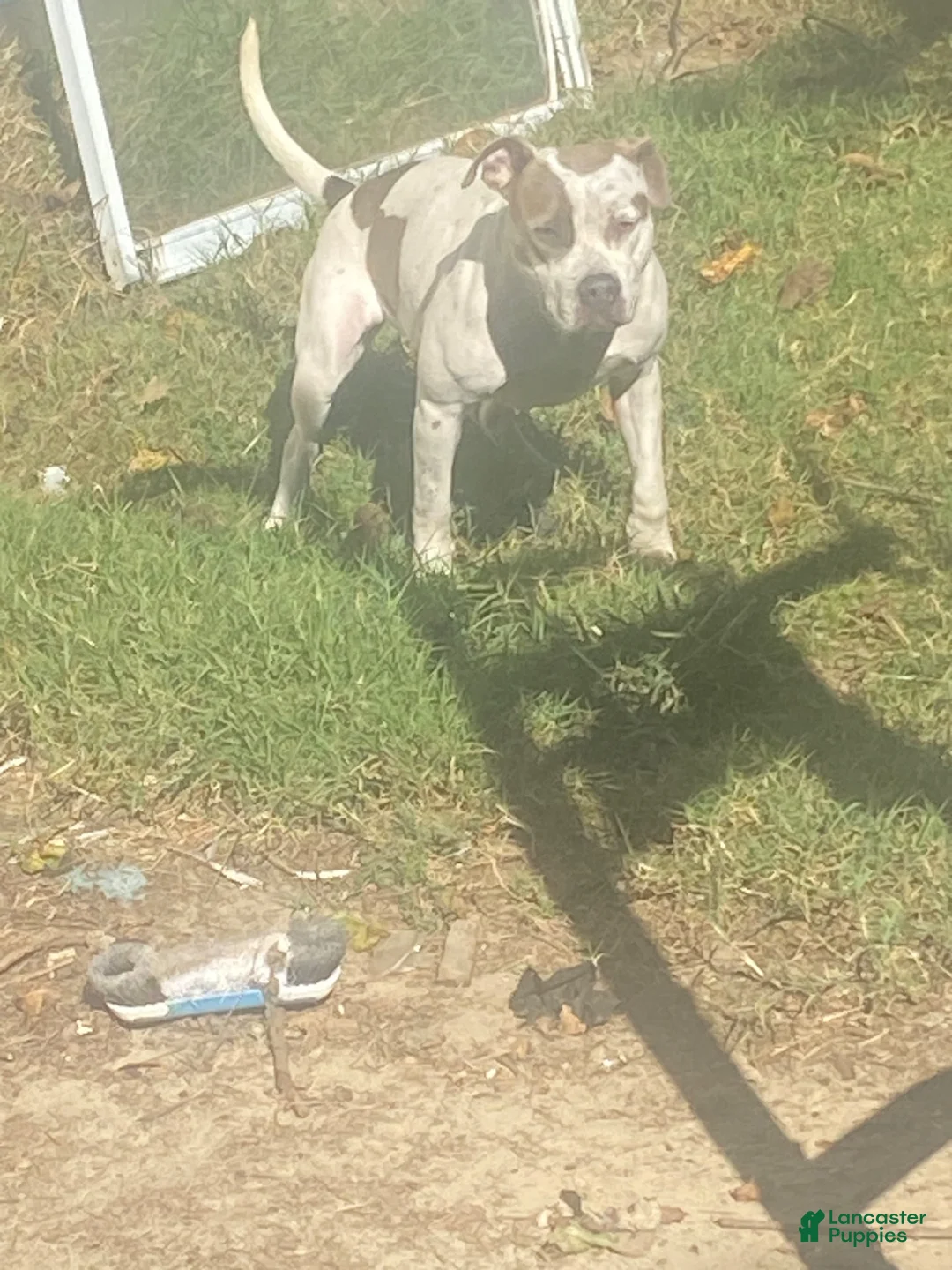 Mixed Breed dogs for sale: Breed 4 - Ad 2