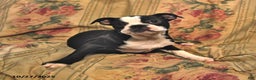 Boston Terrier dogs for sale: Hazel - Ad 6