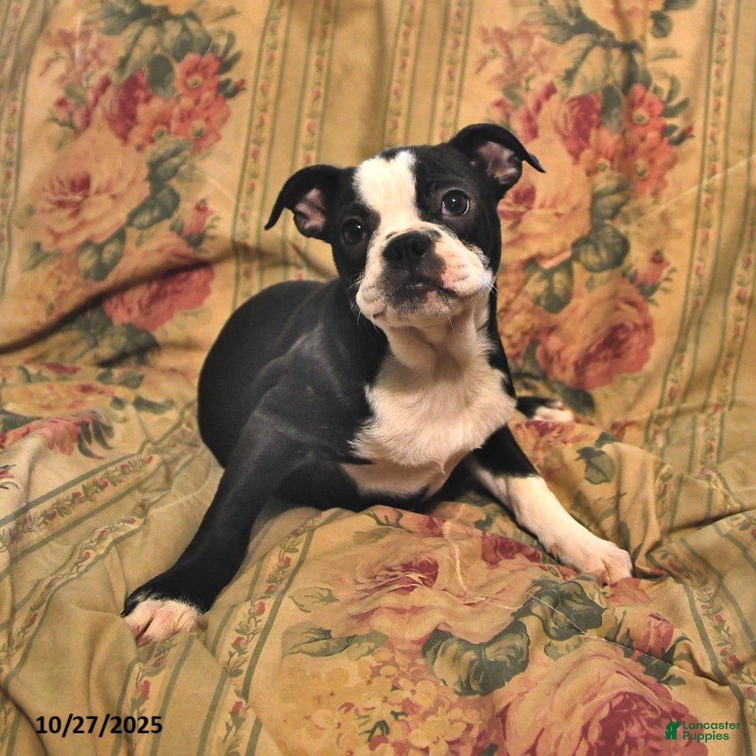Boston Terrier dogs for sale: Hazel - Ad 6
