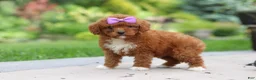 Cavapoo dogs for sale: Sunshine - Ad 5