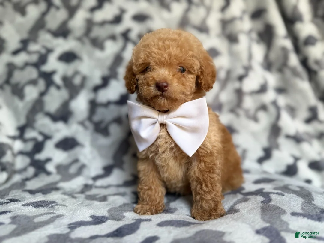 Cockapoo dogs for sale: Freddy - Ad 8