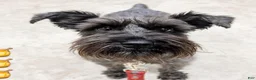 Miniature Schnauzer dogs for sale: Miniature Schnauzer 4 - Ad 2