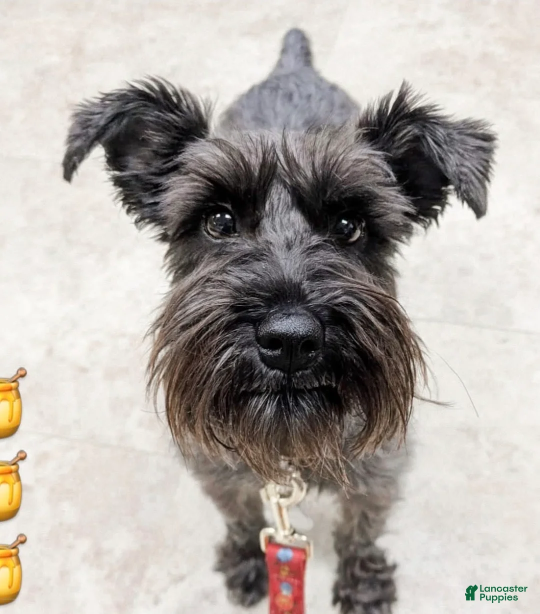 Miniature Schnauzer dogs for sale: Miniature Schnauzer 4 - Ad 2