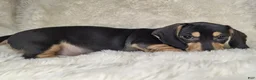 Miniature Dachshund dogs for sale: Miniature Dachshund Male - Ad 3