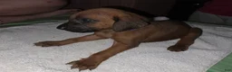 Redbone Coonhound dogs for sale: Redbone Coonhound 3(br/yellow) - Ad 15
