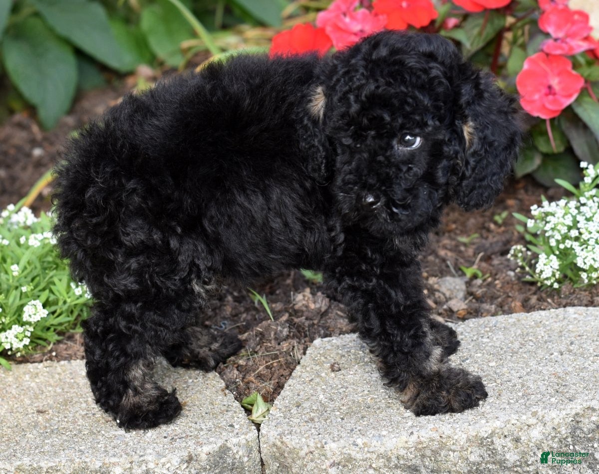 Miniature Poodle dogs for sale: Alex - Ad 5