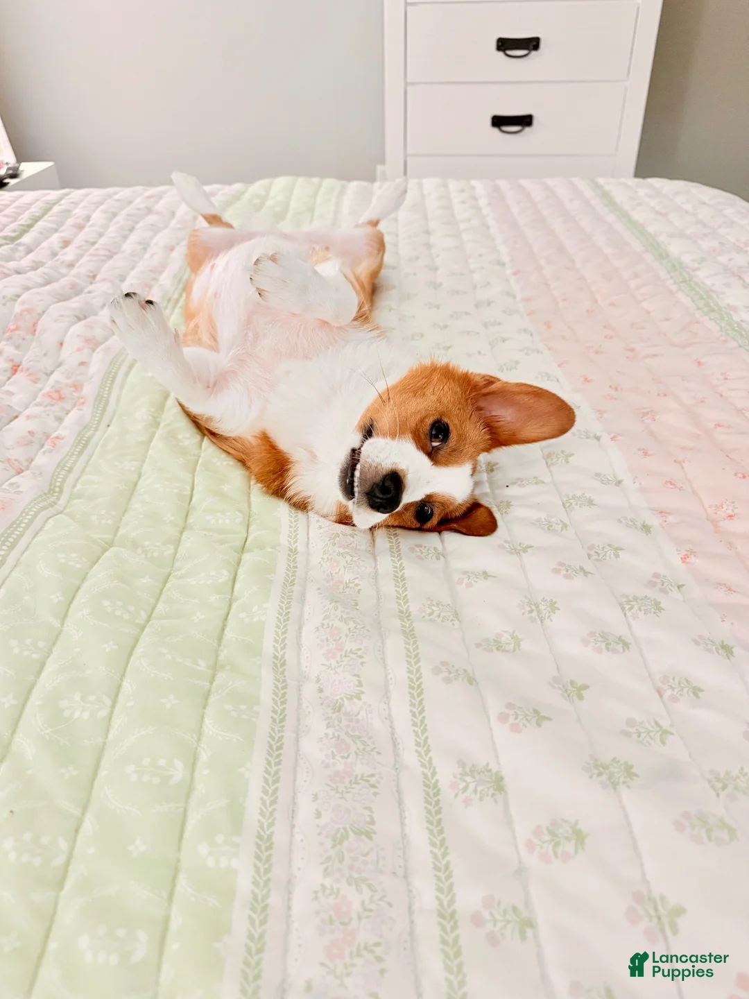 American Corgi dogs for sale: American Corgi 2 - Ad 3