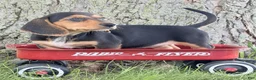 Miniature Dachshund dogs for sale: Marla - Ad 4