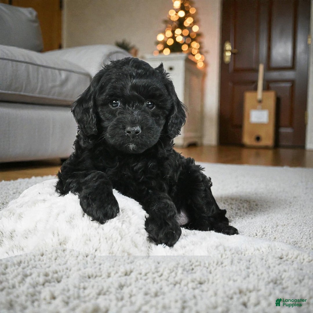 Cockapoo dogs for sale: cindy - Ad 3