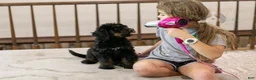 Bernedoodle dogs for sale: Olympic - Ready Now! - Ad 3