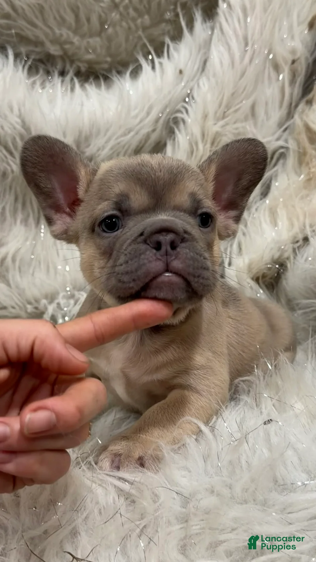 French Bulldog dogs for sale: French Bulldog Puppy 6 - Ad 1