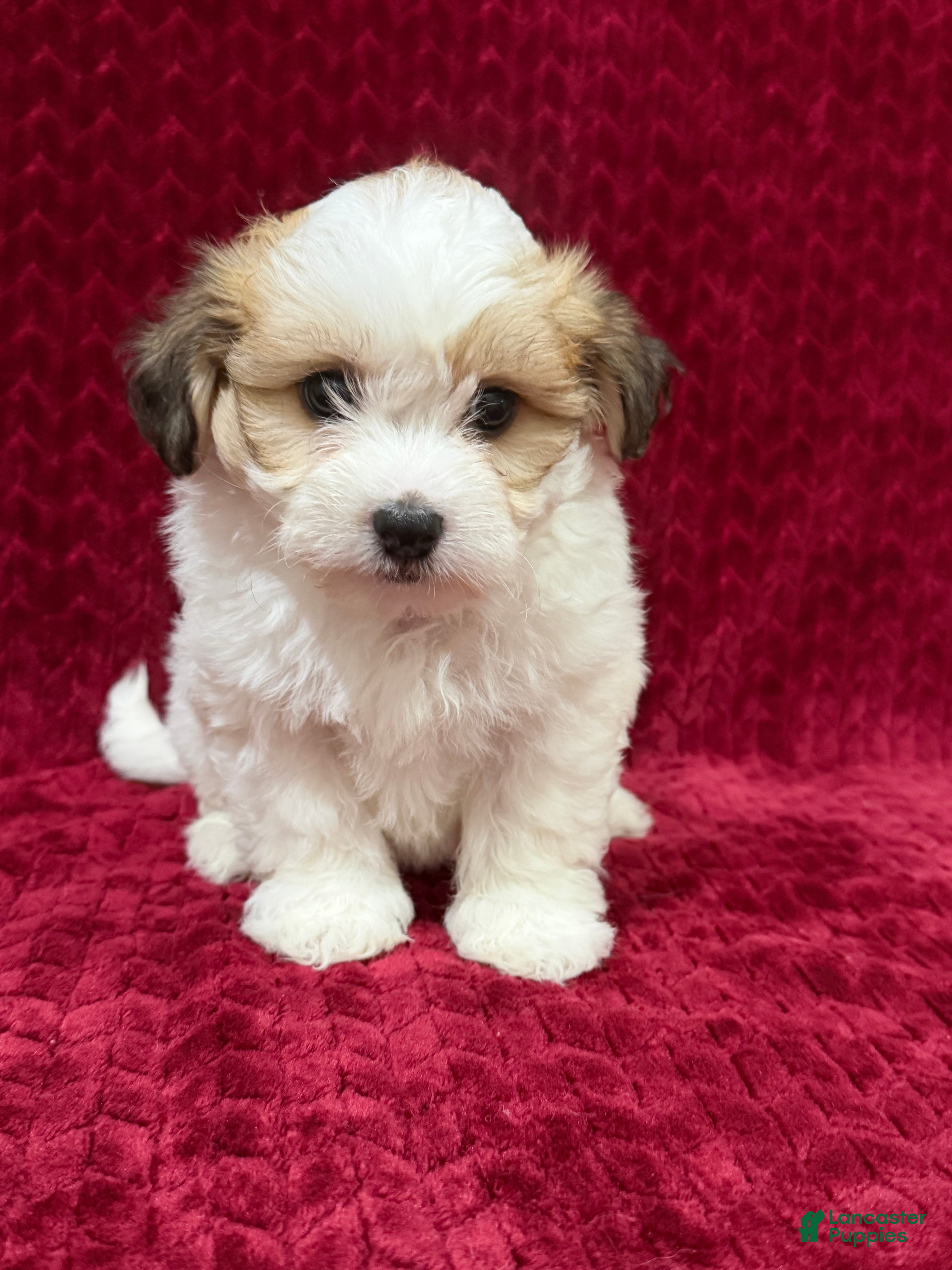 Teddy Bear dogs Nate - Ad 2