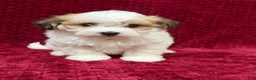 Teddy Bear dogs for sale: Nate - Ad 2