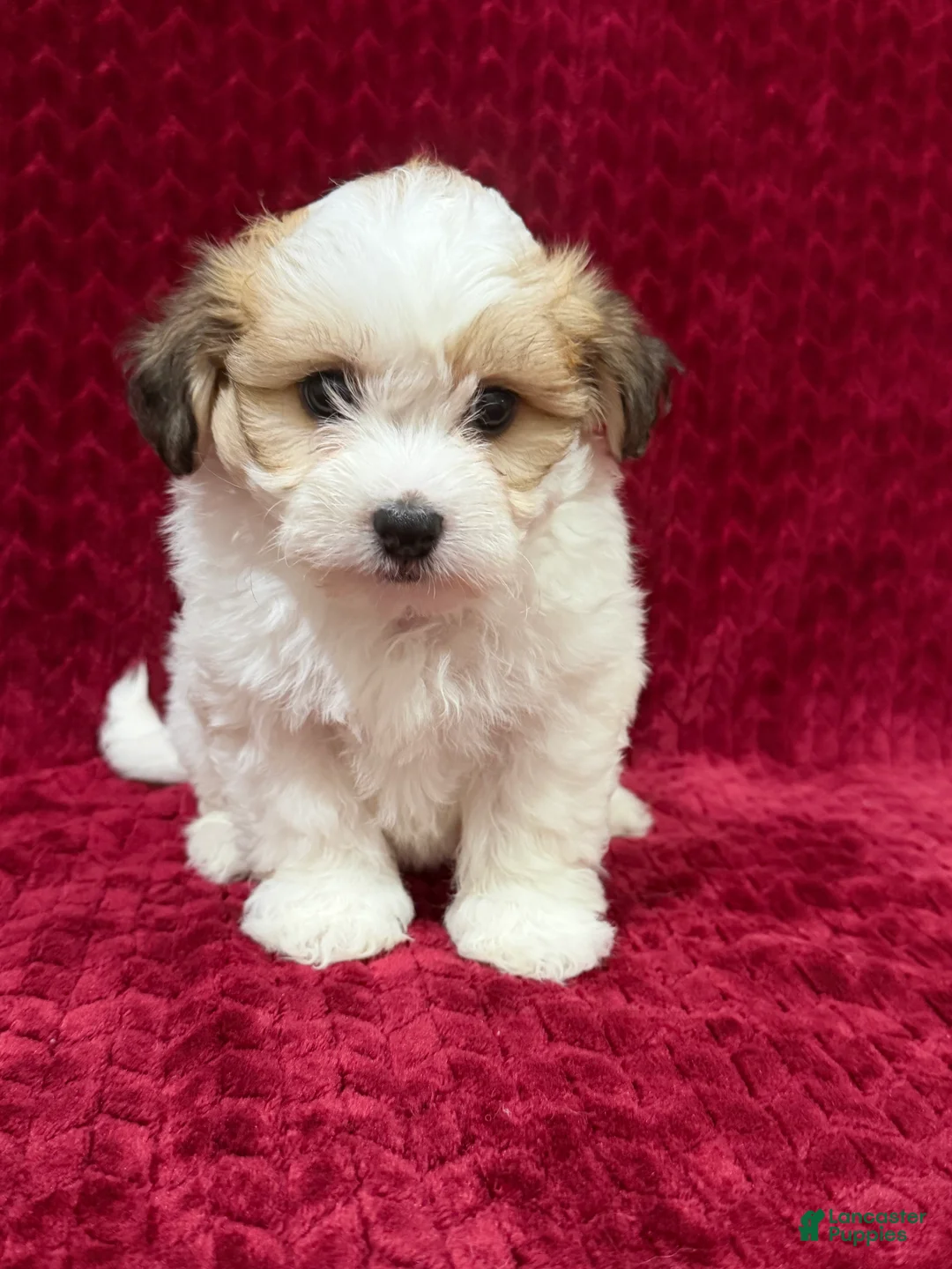 Teddy Bear dogs for sale: Nate - Ad 2