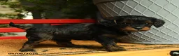 Cavapoo dogs for sale: Mandy - Ad 2