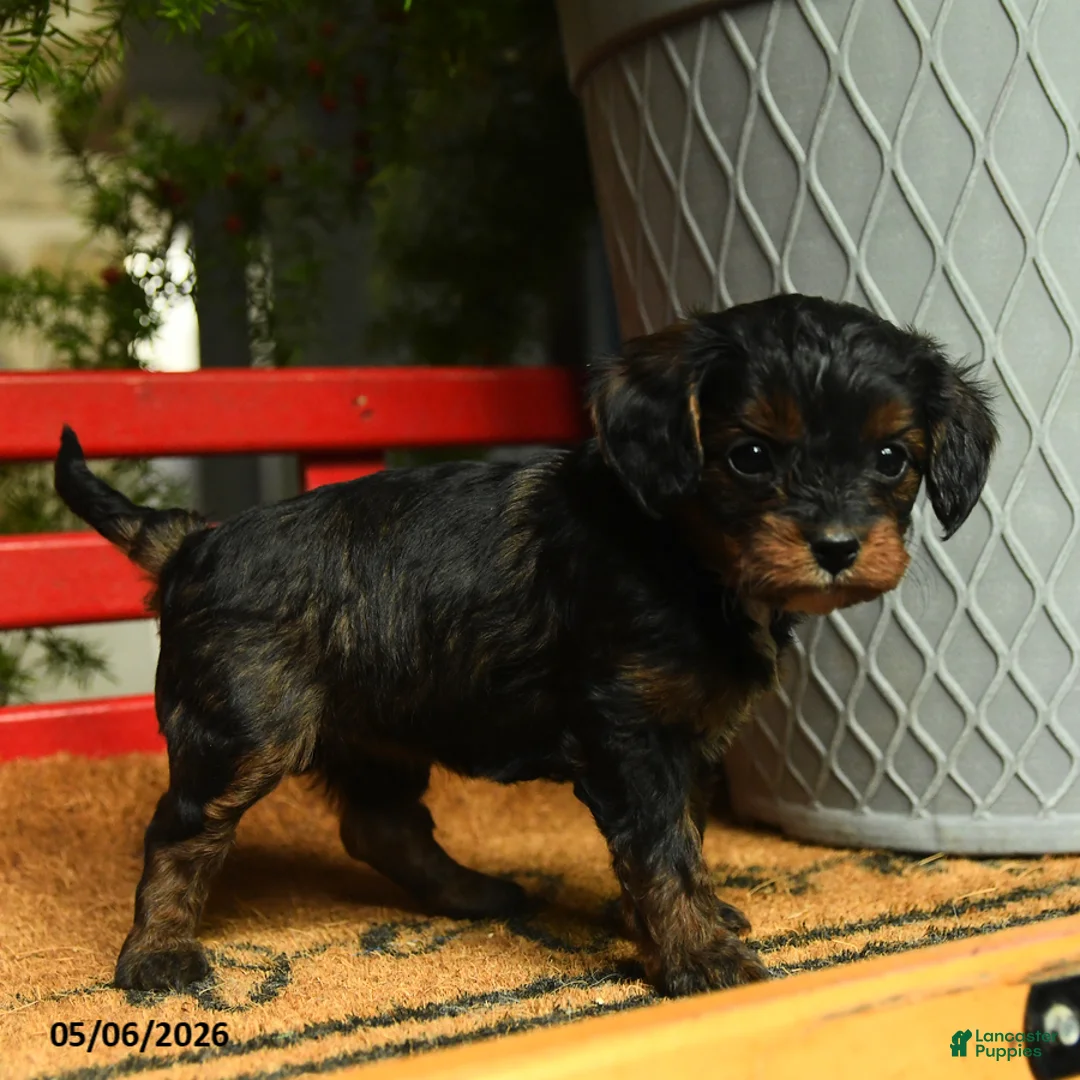 Cavapoo dogs for sale: Mandy - Ad 2