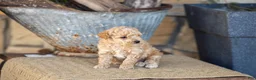 Miniature Poodle dogs for sale: AKC Blake - Ad 2