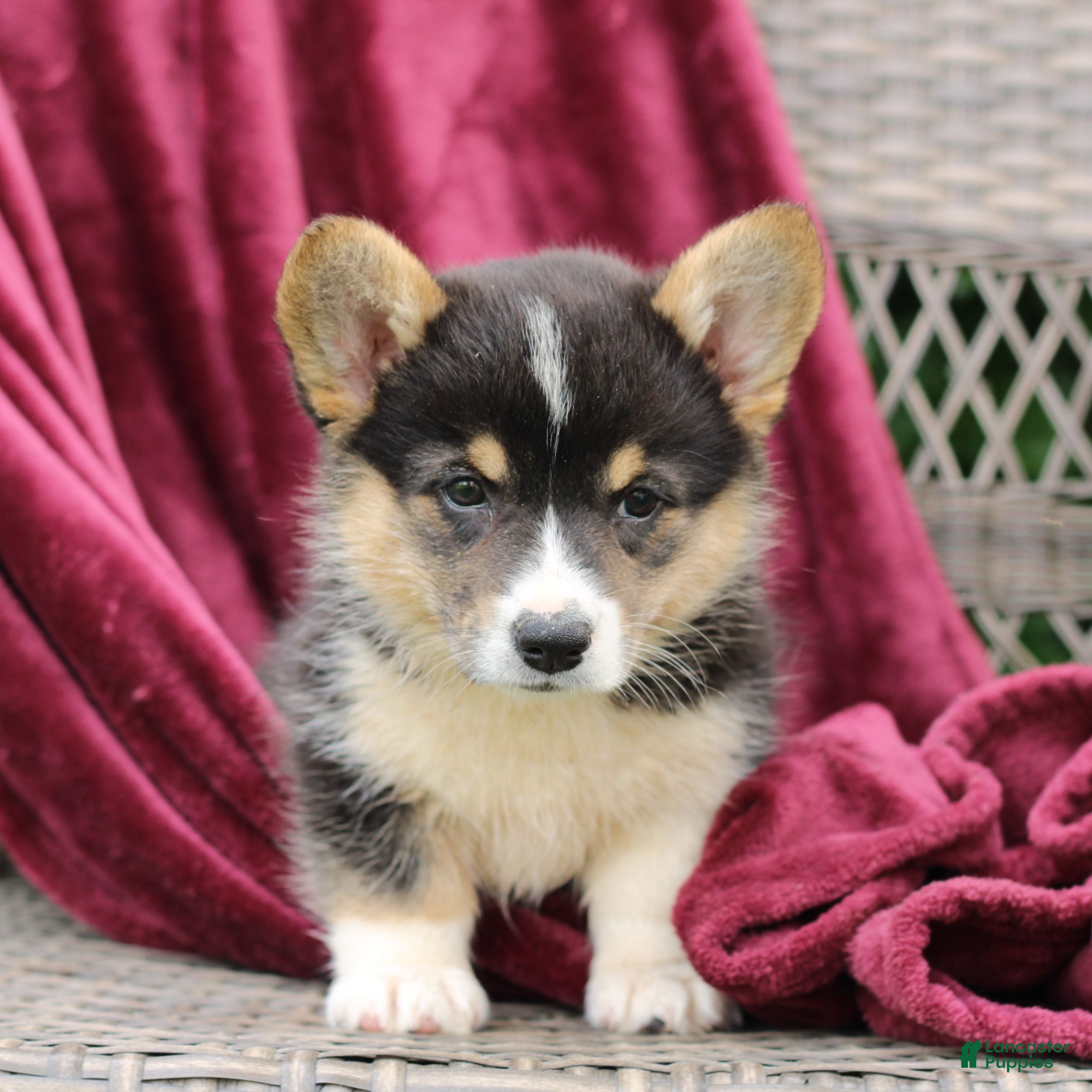 Welsh Corgi Pembroke dogs for sale: Jade  - Ad 4