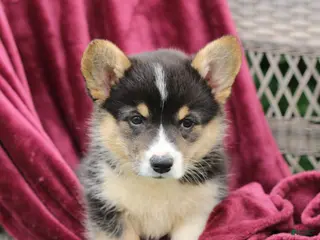 Welsh Corgi Pembroke dogs for sale: Jade - Ad 4