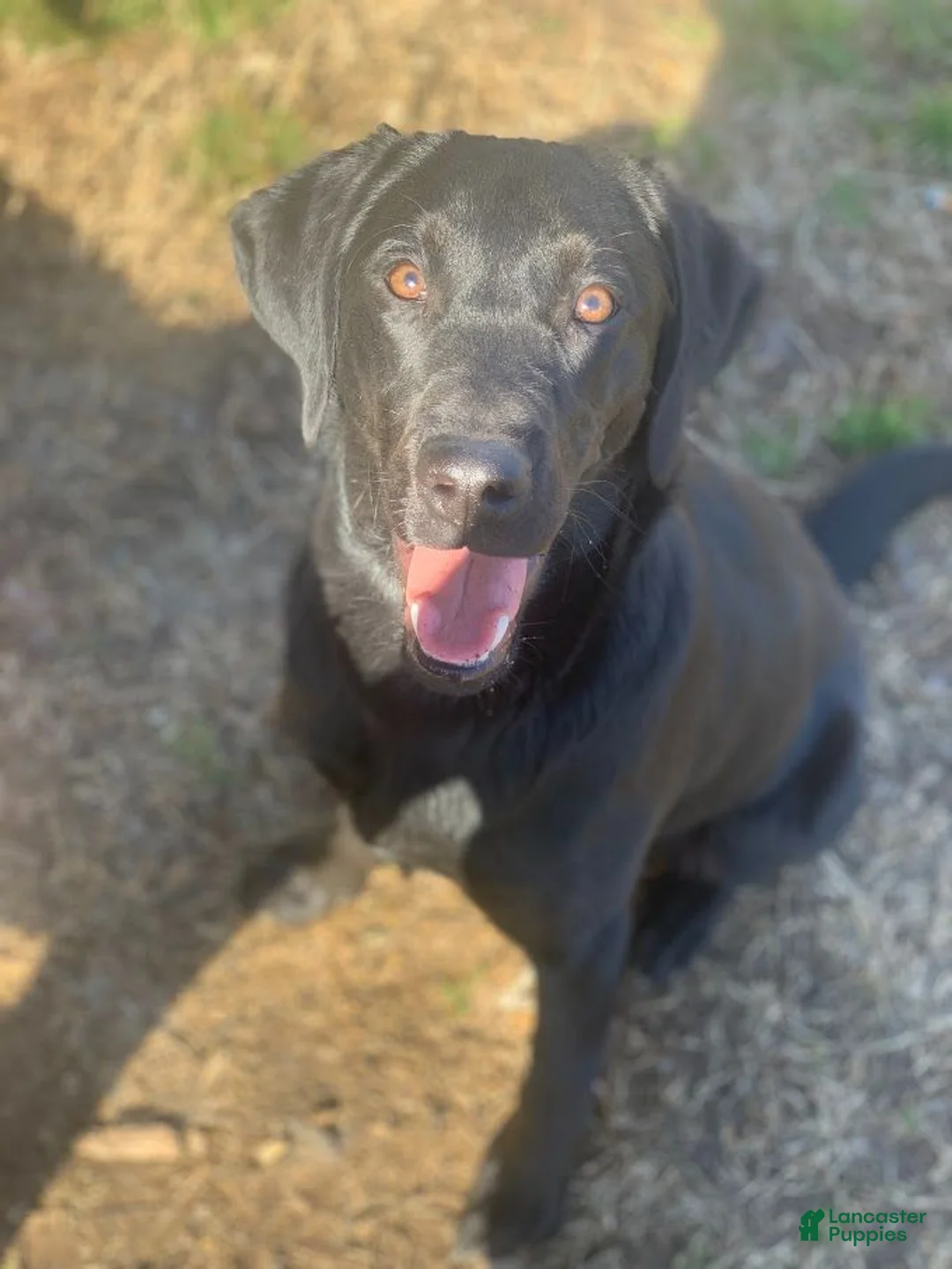 Labrador Retriever dogs for sale: Labrador Retriever  Waitlist 2026 - Ad 3