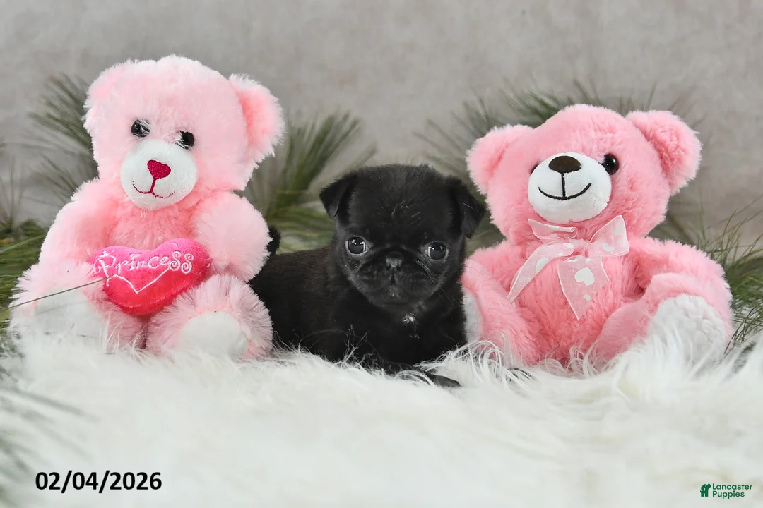 Pug dogs for sale: Dori - Ad 5