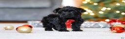 Yorkiepoo dogs for sale: Anson - Ad 2