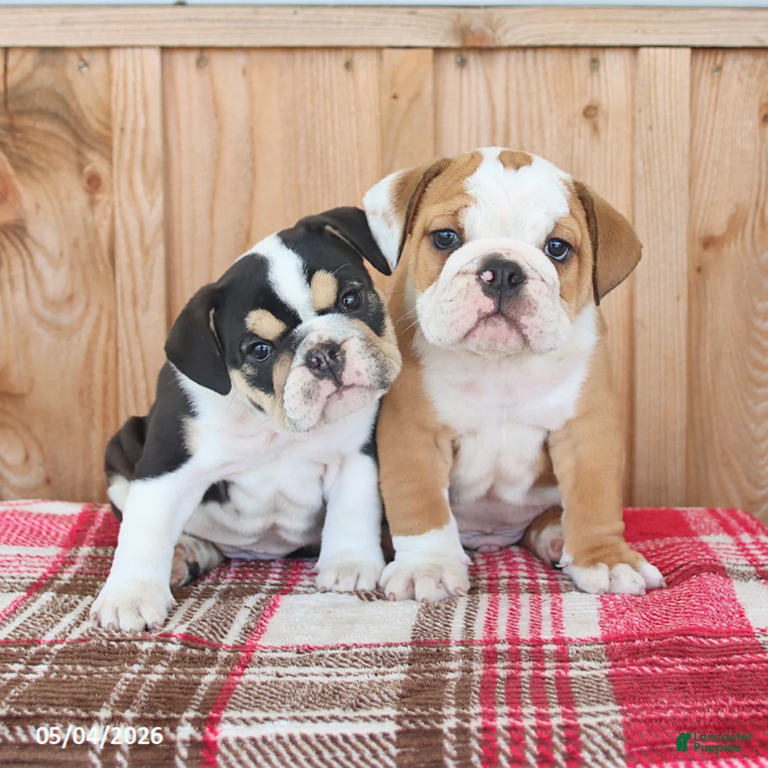 English Bulldog dogs for sale: Rocky - Ad 2
