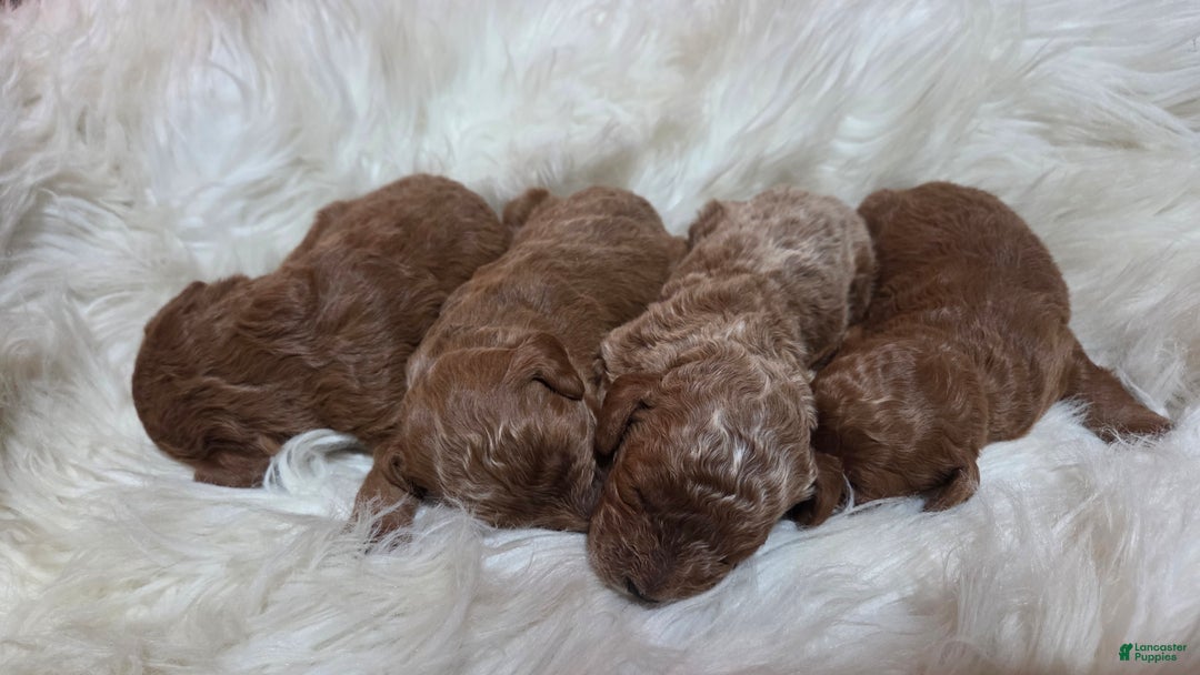 Cavapoo dogs for sale: Trey - Ad 12