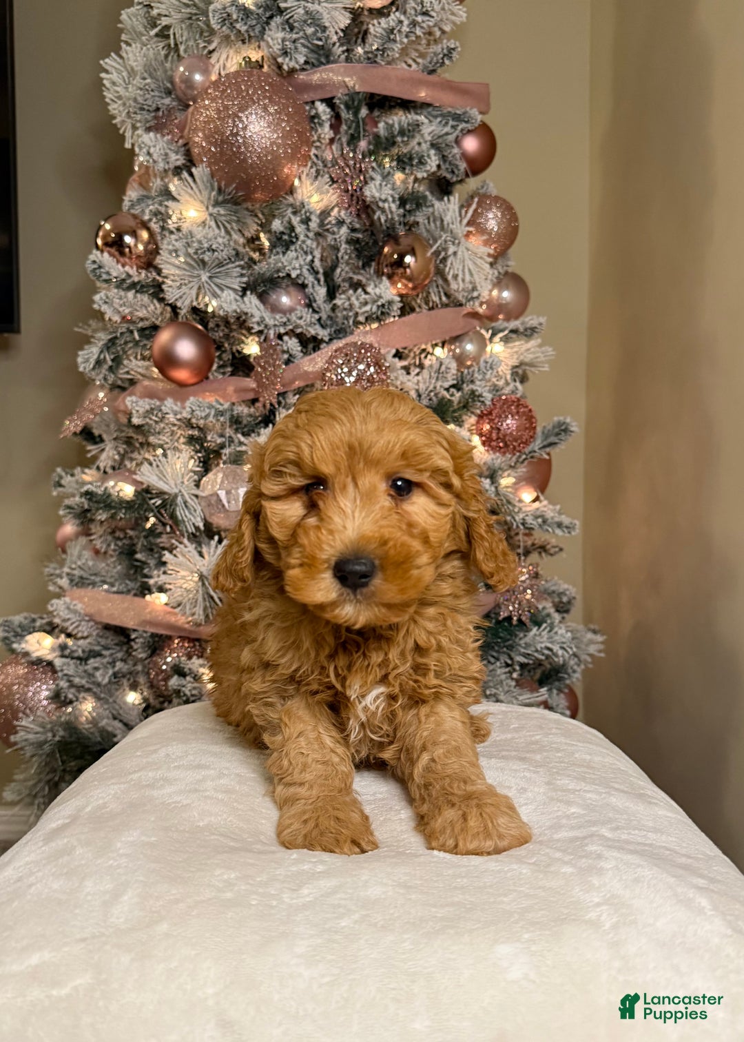 Mini Goldendoodle dogs for sale: Logan - Ad 2