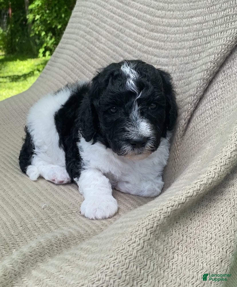 Mixed Breed dogs Beignet - Ad 1