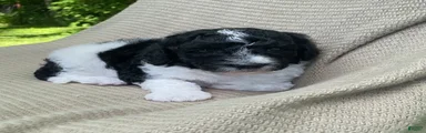 Beignet