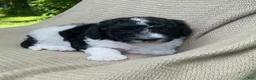Mixed Breed dogs for sale: Beignet - Ad 1