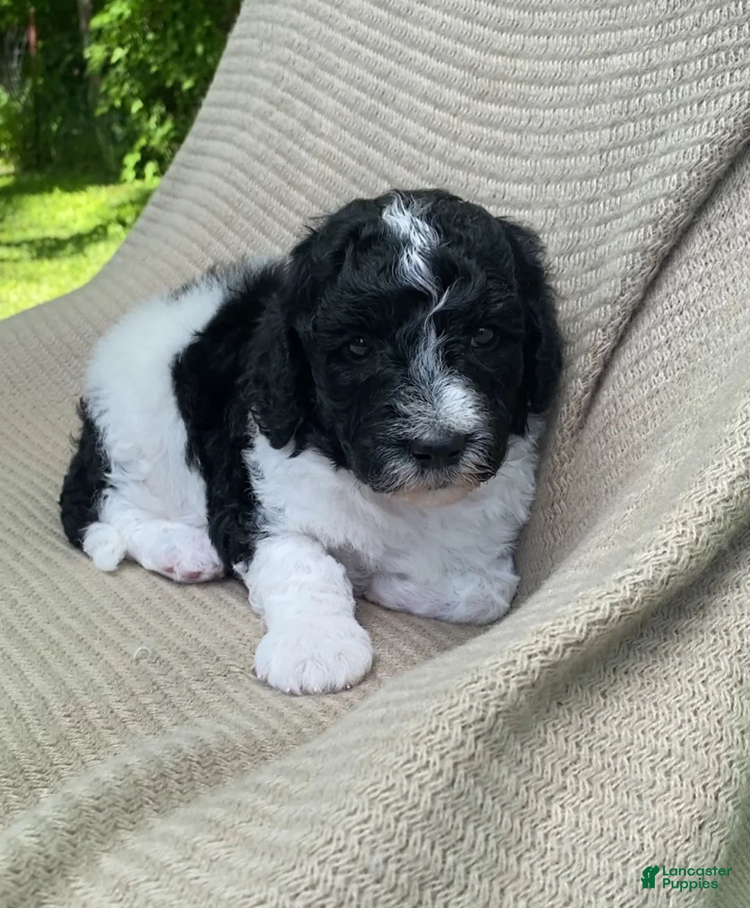 Mixed Breed dogs for sale: Beignet - Ad 1