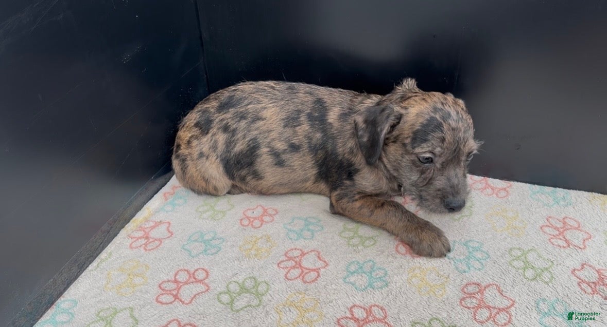 Mixed Breed dogs Bleu - Ad 2