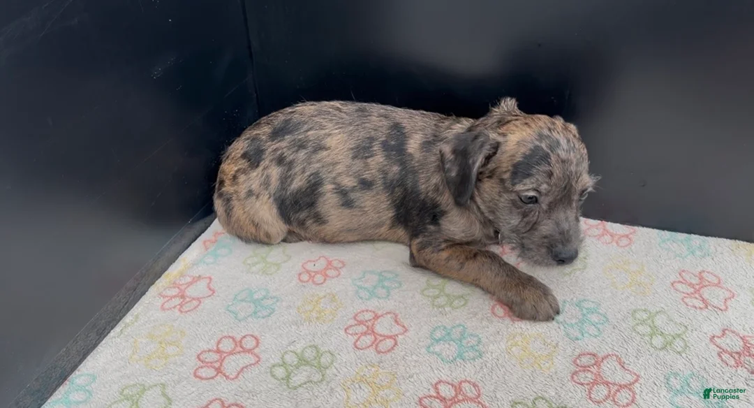 Mixed Breed dogs for sale: Bleu - Ad 2