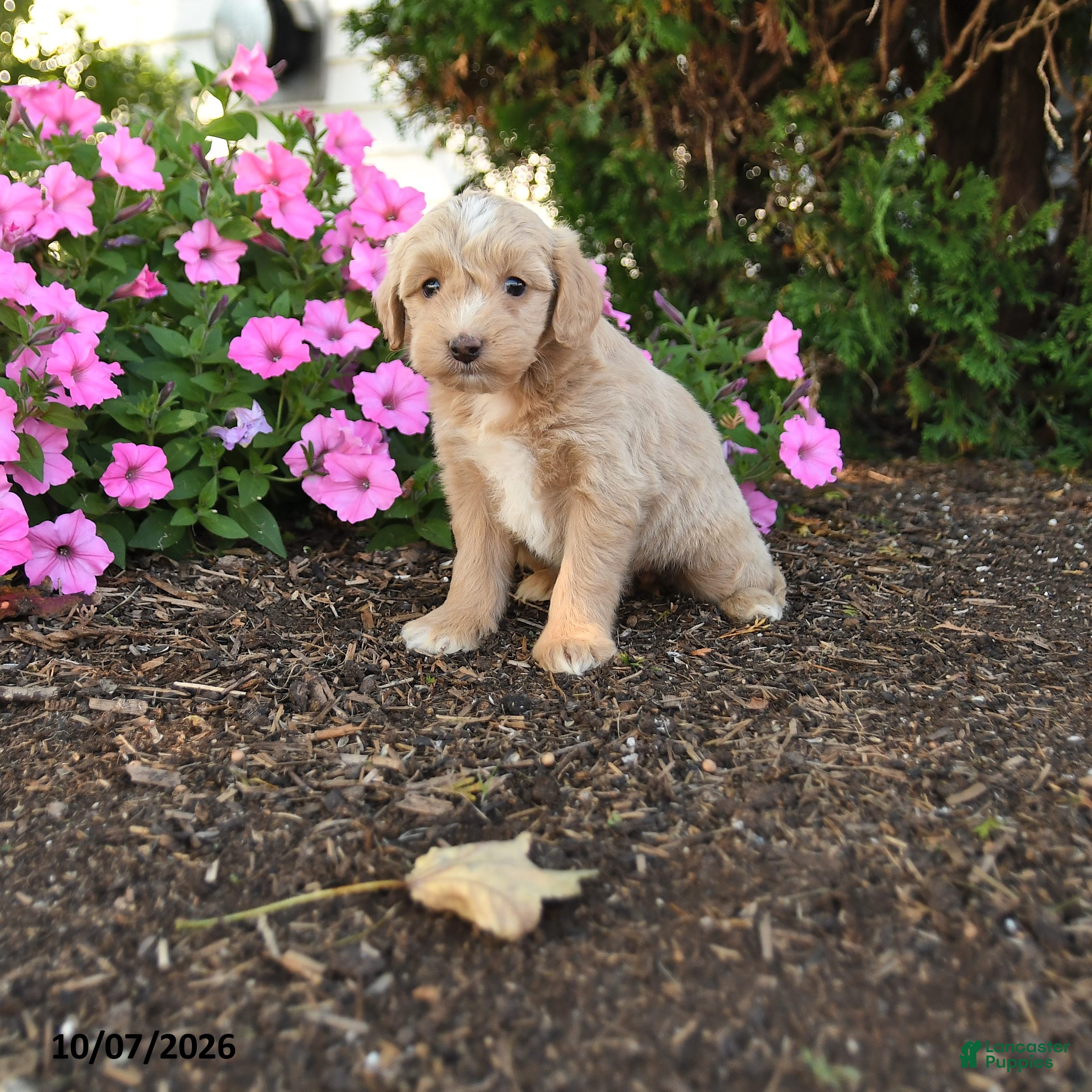 Mini Goldendoodle dogs Ronda - Ad 1