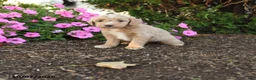 Mini Goldendoodle dogs for sale: Ronda - Ad 1