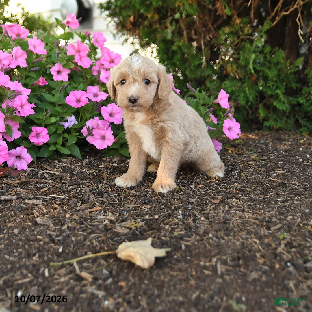 Mini Goldendoodle dogs for sale: Ronda - Ad 1