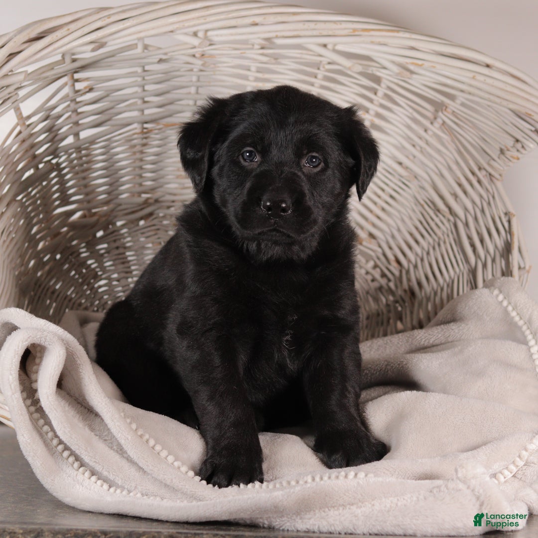 Mixed Breed dogs for sale: Connie - Ad 1