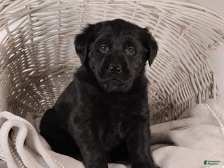 Mixed Breed dogs Connie - Ad 24