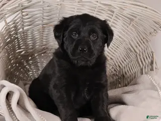 Mixed Breed dogs Connie - Ad 36