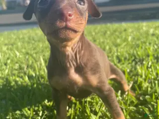 Miniature Pinscher dogs Rufus - Ad 23