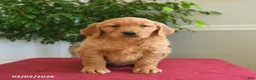Golden Retriever dogs for sale: Taffy - Ad 4
